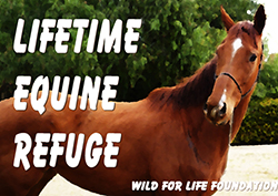 Ban Horse Slaughter