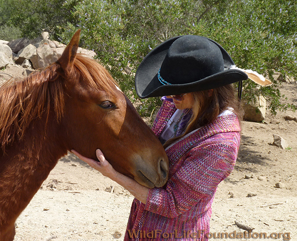 Rescued mustangs saved from slaughter