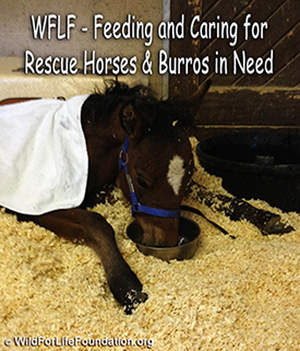 WFLF Feeding and caring for horses and burros in need