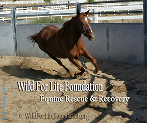 WFLF Rescue & Recovery